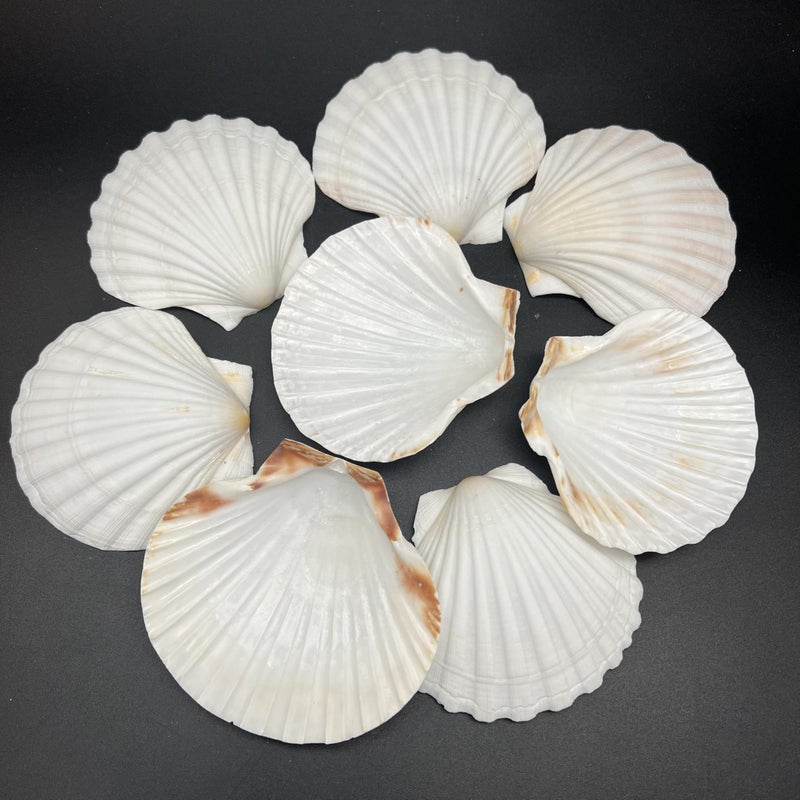 PEPPERLONELY 8 PC Large Great Scallop Sea Shells, Irish Deeps or Irish Baking Shells, 3 Inch ~ 4 Inch - Image 1
